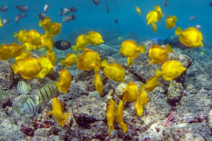 Kona Dolphin Watching & Double Reef Snorkel — 2.5-Hour Kona Coast Cruise photo 2