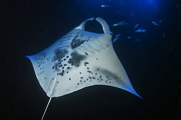 Kona Sunset Manta Ray Snorkel: Night-Time Marine Encounter Guide photo 6