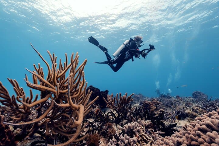 Cozumel Two-Tank Certified Dive: Best Reefs, Practical Tips & What to Expect photo 4