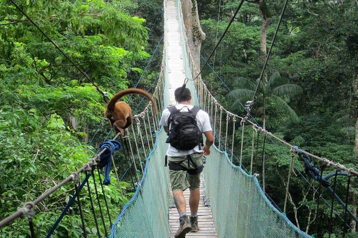 Deep into Tambopata: 4-Day Amazon Garden Lodge Wildlife & Clay Lick Experience