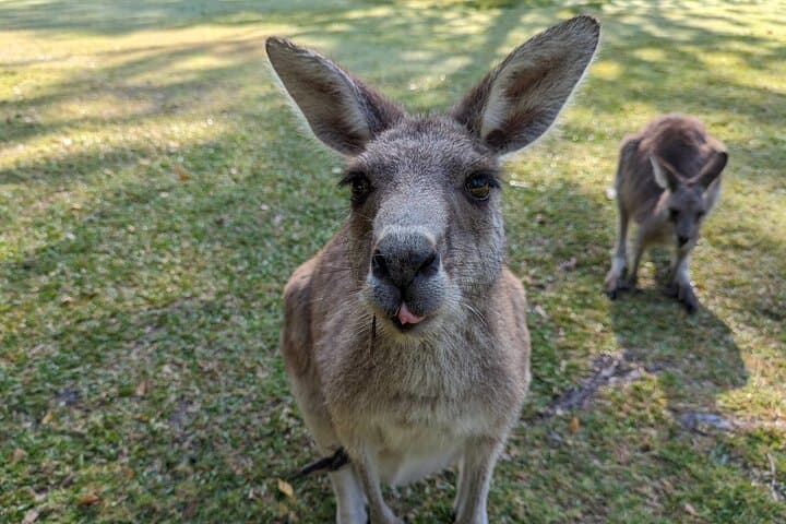 Blue Mountains Private Tour: Three Sisters, Waterfalls & Wildlife photo 6