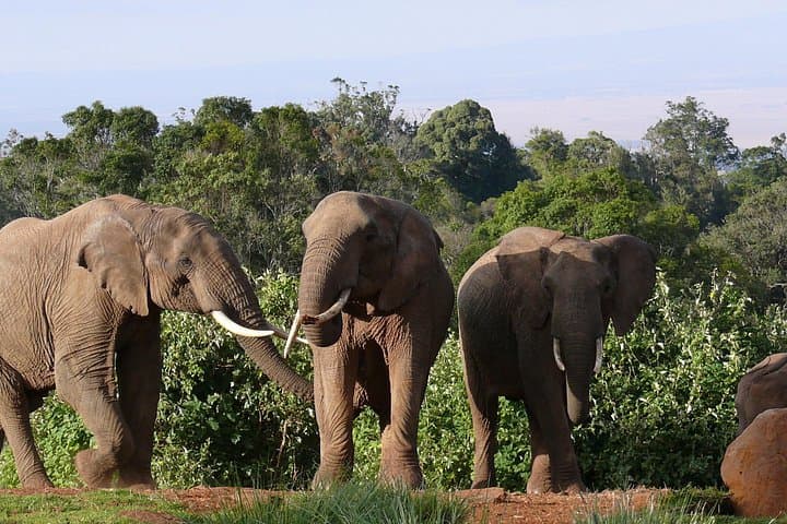 Aberdares Day Trip: Waterfalls, Wildlife & High-Altitude Forests from Nairobi