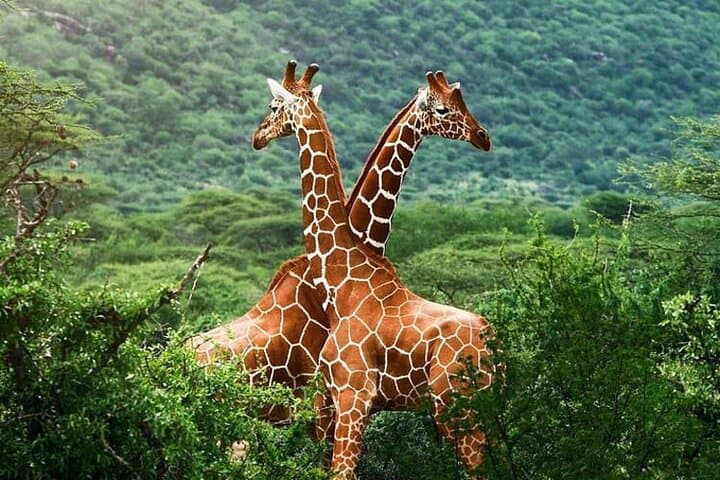 Giraffe Center & Karen Blixen Museum Guided Tour — Nairobi Wildlife and History Day Trip