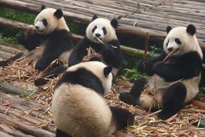 Chengdu Panda Research Base: Tickets & Private Tour Guide