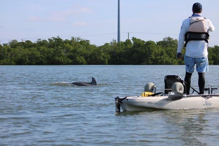 Pedal Kayak Eco Tour Marco Island & Naples — Easy Hobie Mangrove Safari photo 6