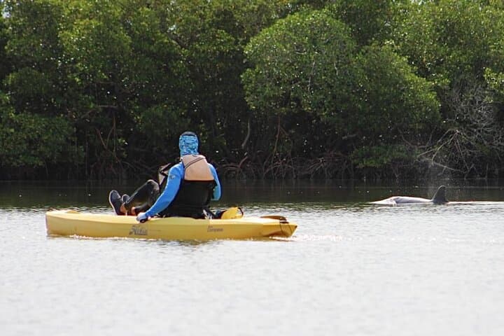 Pedal Kayak Eco Tour Marco Island & Naples — Easy Hobie Mangrove Safari photo 4