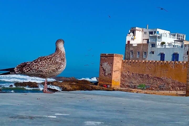 Essaouira-Day-Trip-from-Marrakech-Explore-the-Medina-Argan-Coast photo 6