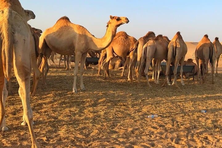 Jeddah Dune Buggy Adventure: 4-Hour Private Off‑Road Tour photo 5