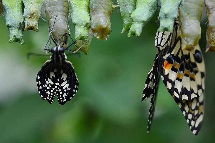 Dubai Butterfly Garden: Explore the Living Butterfly Conservatory Near Miracle Garden photo 2