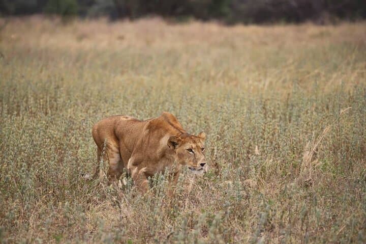 2-Day Safari: Tarangire and Ngorongoro Crater Wildlife Experience photo 2