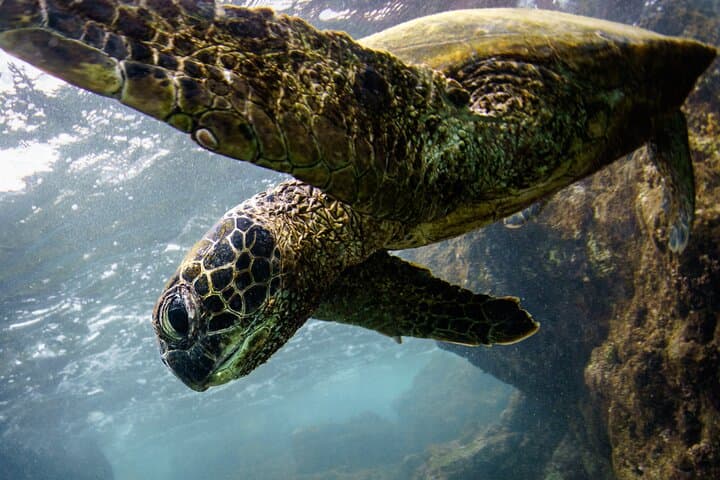 Kona Dolphin Watching & Double Reef Snorkel — 2.5-Hour Kona Coast Cruise photo 3