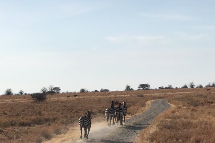 2-Day Private Tarangire Safari: Overnight Camping & Sunrise Game Drives photo 5