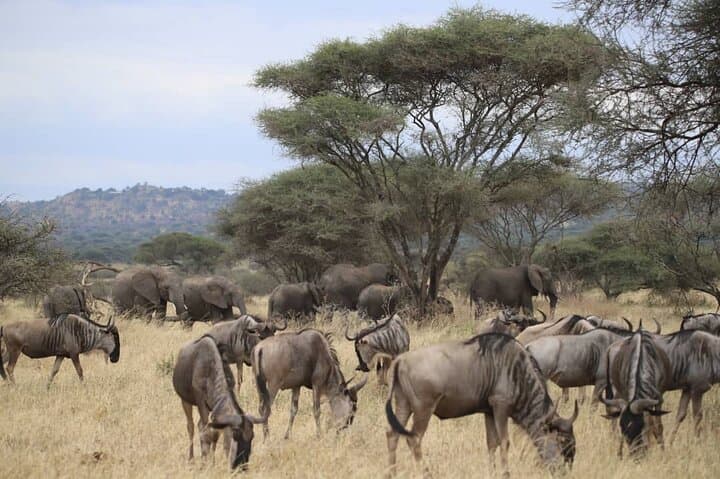 2-Day Safari: Tarangire and Ngorongoro Crater Wildlife Experience photo 4