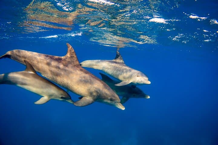 Red Sea Dolphin Watching & Snorkeling — Half-Day Private Tour from Hurghada