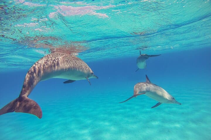 Red Sea Dolphin Watching & Snorkeling — Half-Day Private Tour from Hurghada photo 2