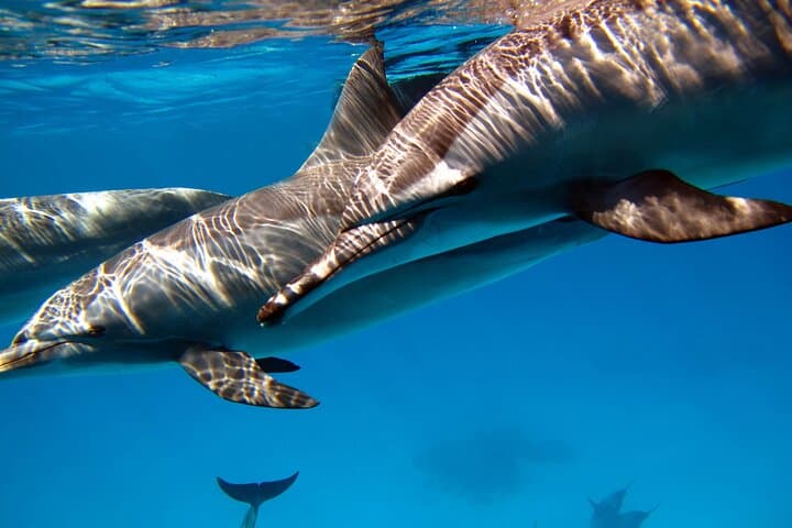 Red Sea Dolphin Watching & Snorkeling — Half-Day Private Tour from Hurghada photo 3