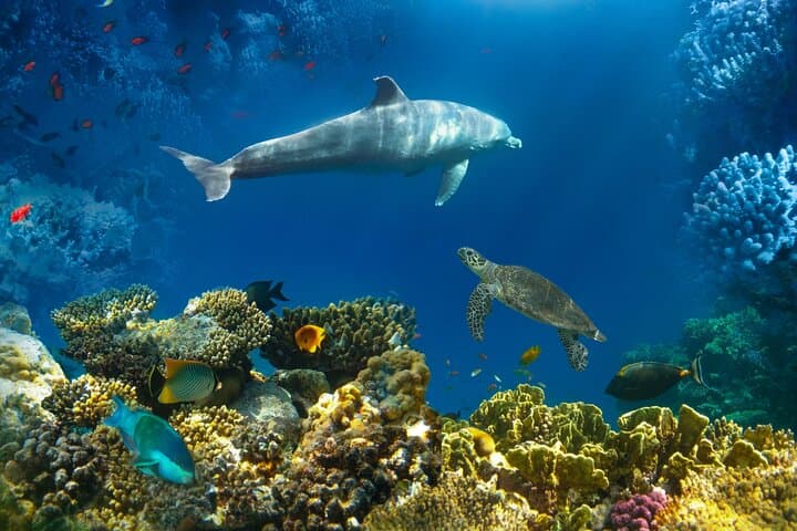 Red Sea Dolphin Watching & Snorkeling — Half-Day Private Tour from Hurghada photo 6