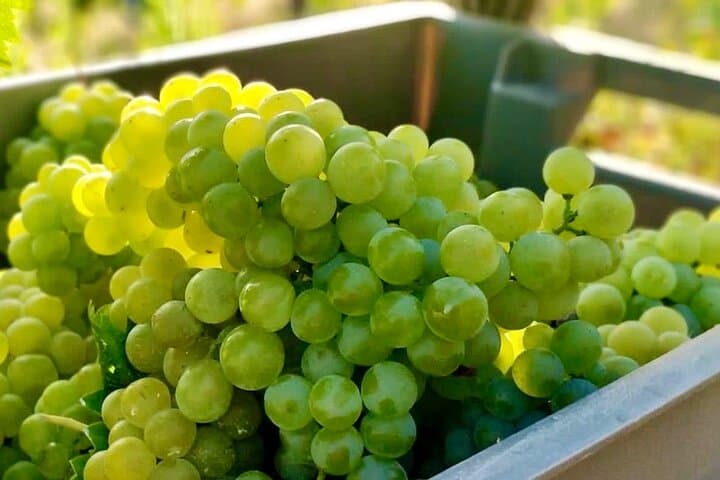 Douro Valley Vineyard Hike & Picnic from Porto — Guided Quinta Walk photo 6