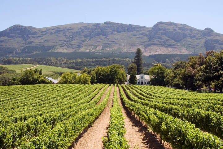 Private Stellenbosch Wine Tour from Cape Town — Tokara, Waterford & Hartenberg photo 3