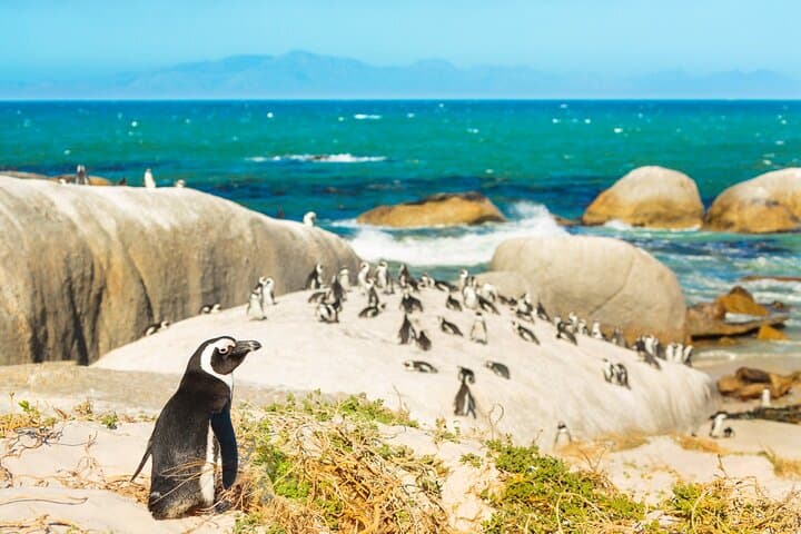 Private Cape Point and Boulders Beach Penguin Tour from Cape Town photo 3