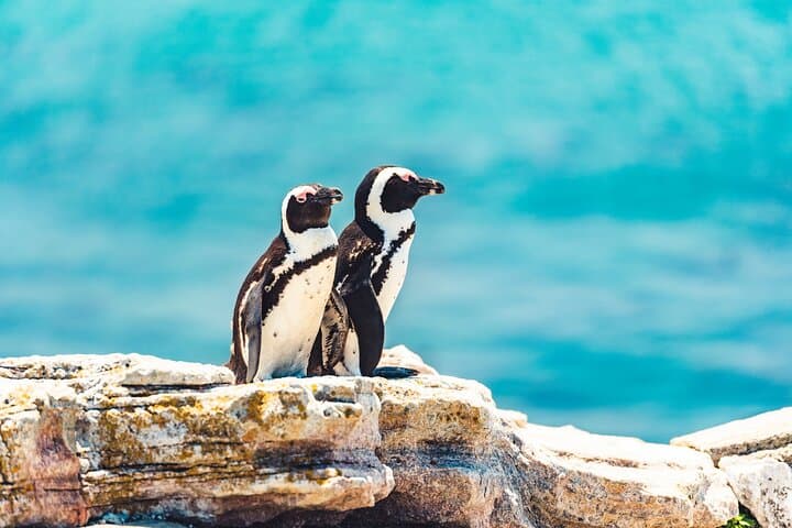 Private Cape Point and Boulders Beach Penguin Tour from Cape Town photo 5