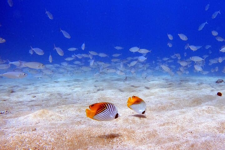 Beginner Scuba Diving in West Maui — Shore Dives with Turtles & Reef Life photo 3
