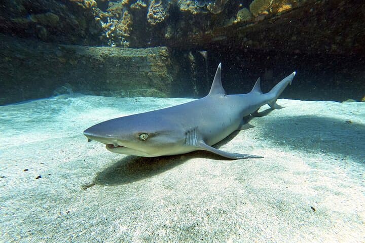 Beginner Scuba Diving in West Maui — Shore Dives with Turtles & Reef Life photo 5
