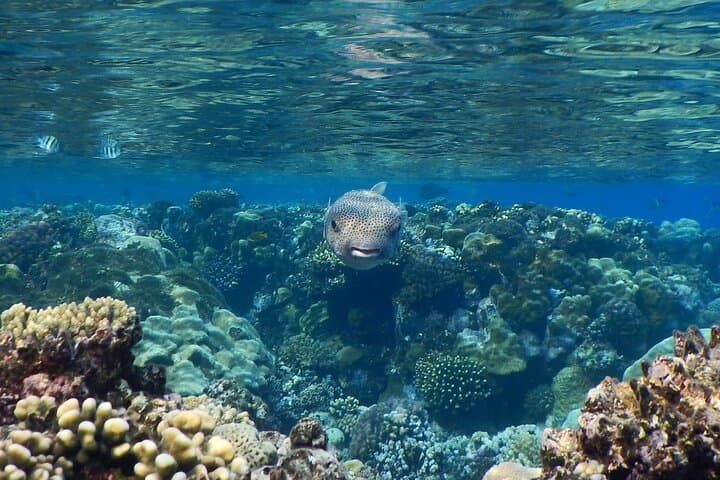 Hurghada Private Full-Day Red Sea Snorkel & Island Boat Charter photo 6