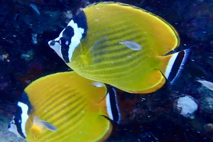Day Trip Scuba Diving to Koh Tao from Koh Samui photo 2