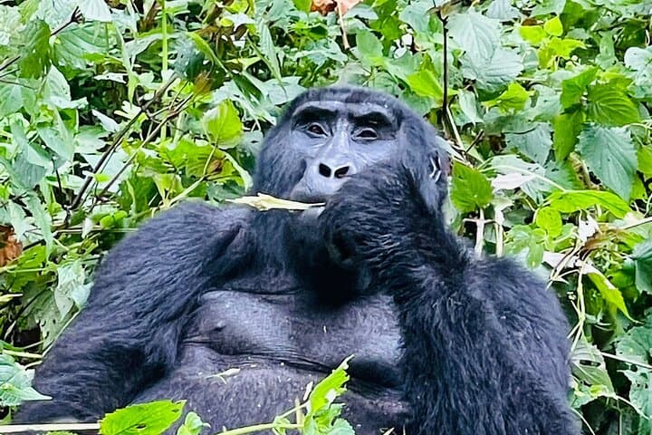 3-Day Gorilla & Chimpanzee Trekking Safari — Kibale to Bwindi, Uganda photo 6