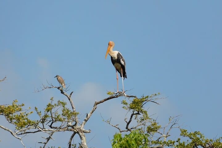 Yala Outside Safari & Situlpawwa Temple: All-Inclusive Wildlife Day Trip photo 3