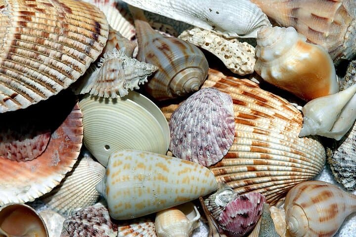 Punta Gorda to Cayo Costa: Private 5-Hour Beach & Sandbar Charter photo 4