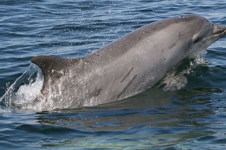 Punta Gorda to Cayo Costa: Private 5-Hour Beach & Sandbar Charter photo 2