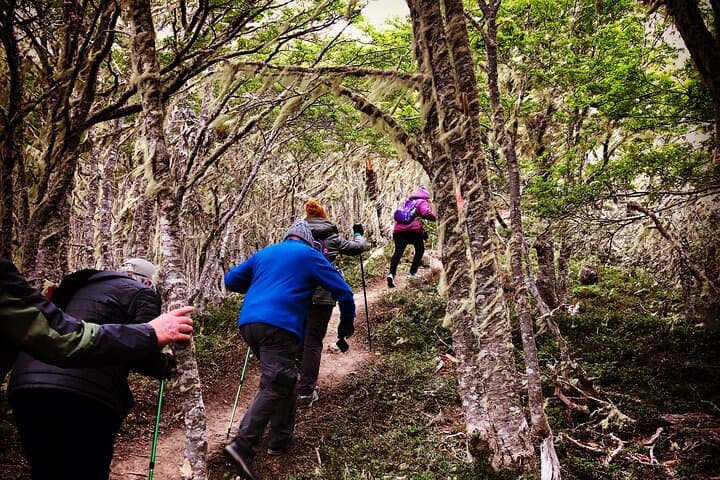 Private Patagonian Forest Hike in Punta Arenas — Full-Day Reserva Nacional Magallanes Trek