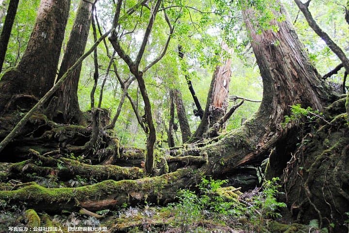 Half-Day Yakusugi Land Walking Tour: Ancient Cedars & Suspension Bridges on Yakushima photo 2