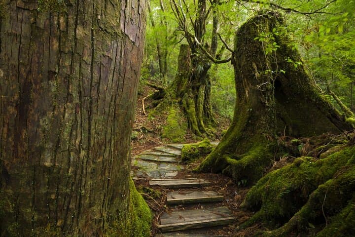 Half-Day Yakusugi Land Walking Tour: Ancient Cedars & Suspension Bridges on Yakushima photo 3