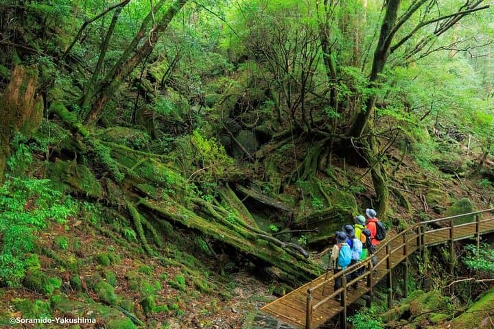 Half-Day Yakusugi Land Walking Tour: Ancient Cedars & Suspension Bridges on Yakushima