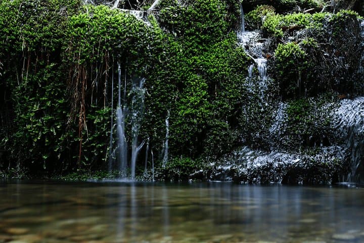 Half-Day Yakusugi Land Walking Tour: Ancient Cedars & Suspension Bridges on Yakushima photo 4