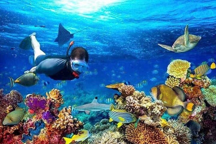 Roatan Shore Excursion: Snorkel the Barrier Reef, Meet Sloths & Private Beach Break