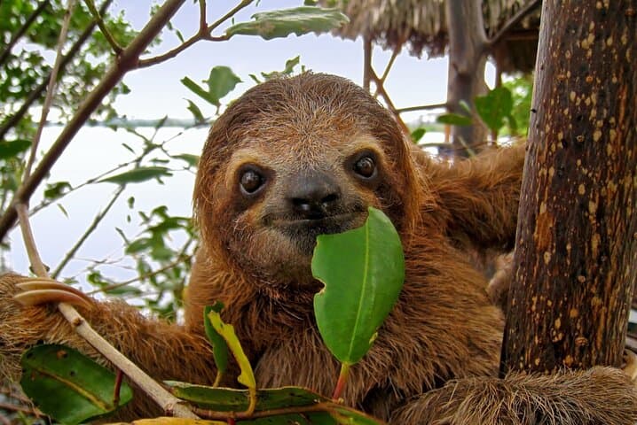 Roatan Private Custom Shore Tour — Rum, Chocolate, Beaches & Wildlife photo 3