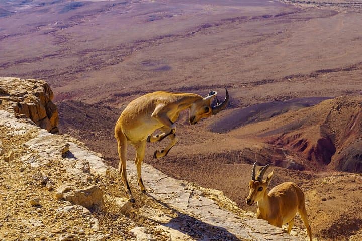 Private Tour of Ramon Crater from Mitzpe Ramon — 3-Hour Makhtesh Adventure photo 3