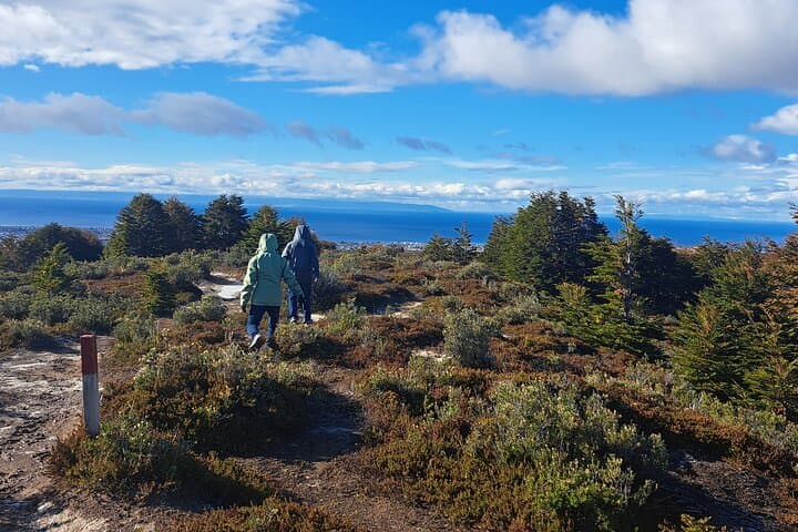 Private Patagonian Forest Hike from Punta Arenas — 4-Hour Guided Lenga Trail & Strait Views