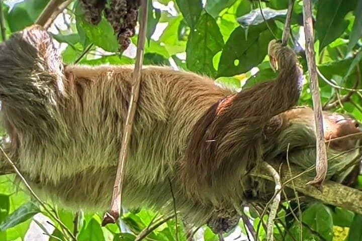 Private Sloth Tour in La Fortuna: Guided Rainforest Walk Near Arenal photo 3