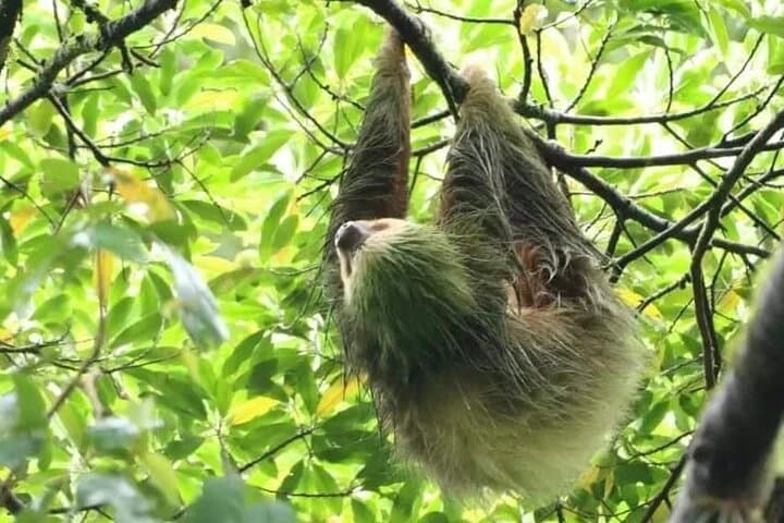 Private Sloth Tour in La Fortuna: Guided Rainforest Walk Near Arenal photo 1