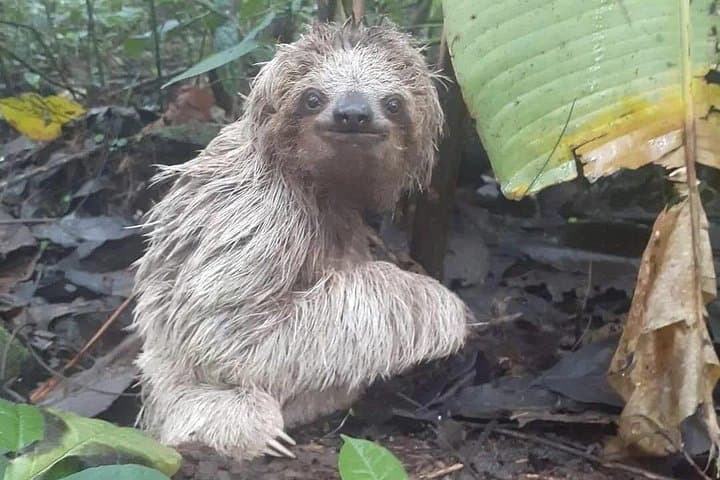 Private Sloth Tour in La Fortuna: Guided Rainforest Walk Near Arenal photo 4