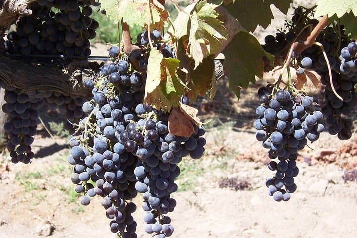 Santa Ynez Valley Wine Country Van Tour: Rhone Wines, Olive Oils & Vineyard Views photo 3