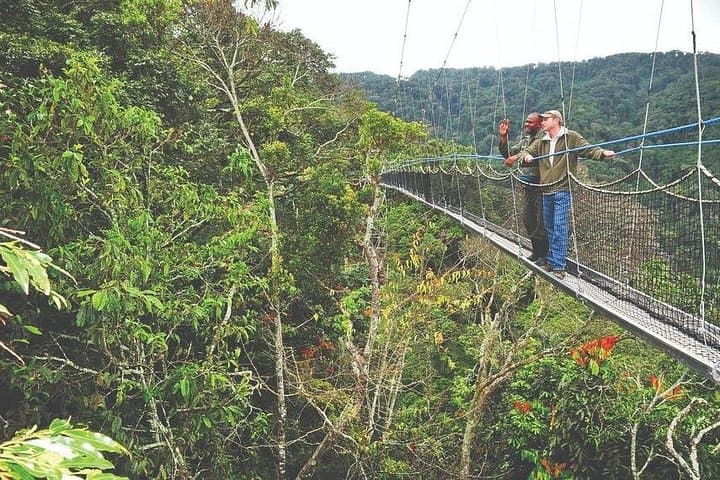 Nyungwe National Park: 2-Day Chimpanzee Trekking & Canopy Walk from Kigali