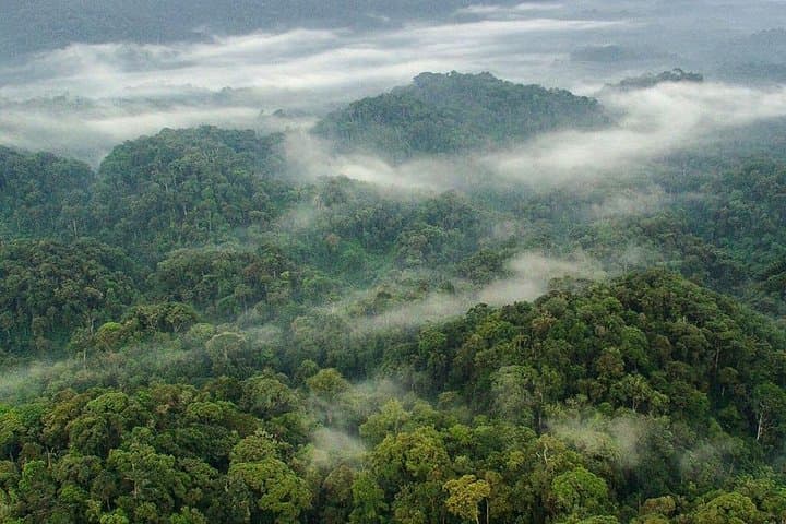 Nyungwe National Park: 2-Day Chimpanzee Trekking & Canopy Walk from Kigali photo 2