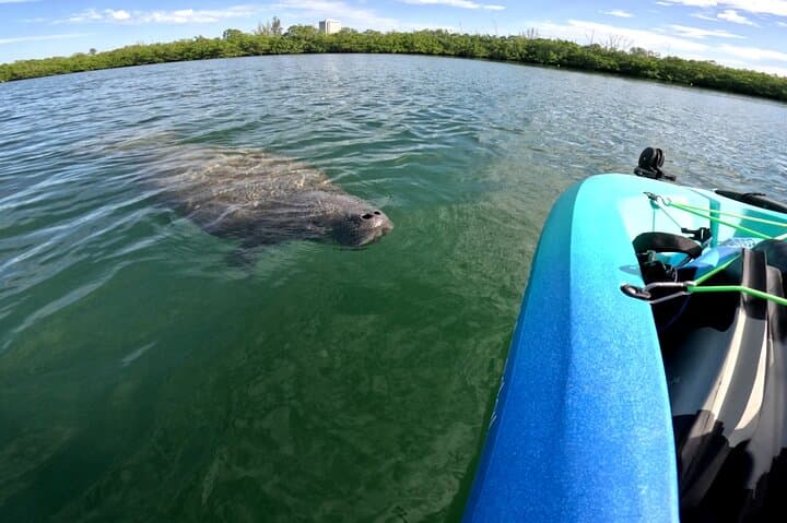 Lido Key Pedal Kayak Tour: Explore Sarasota Bay by Pedal Kayak photo 4