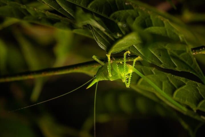 Monteverde Night Walk: Guided Cloud Forest Nocturnal Wildlife Tour photo 2